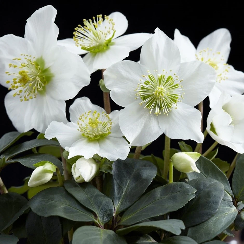 Helleborus Niger 'Christmas Carol' 1 Helleborus Niger 'Christmas Carol'