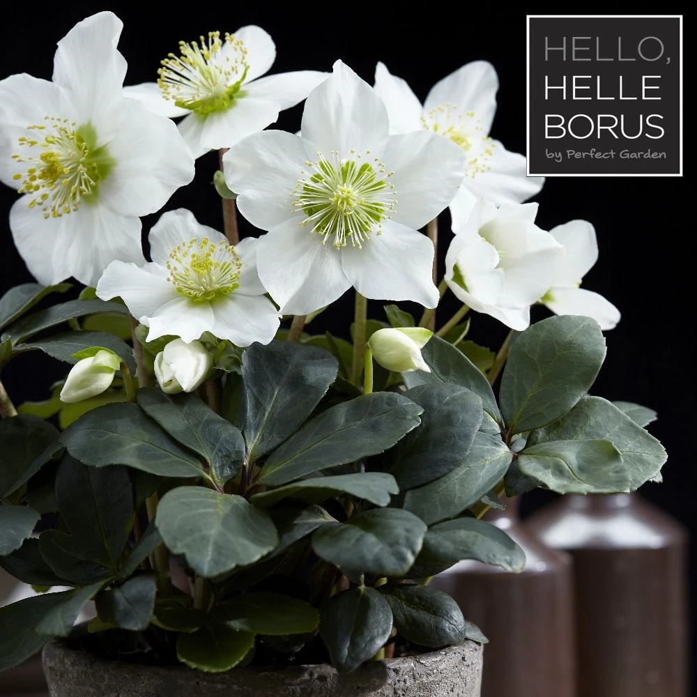 Helleborus Niger 'Christmas Carol' 2 Helleborus Niger 'Christmas Carol' - Image 2