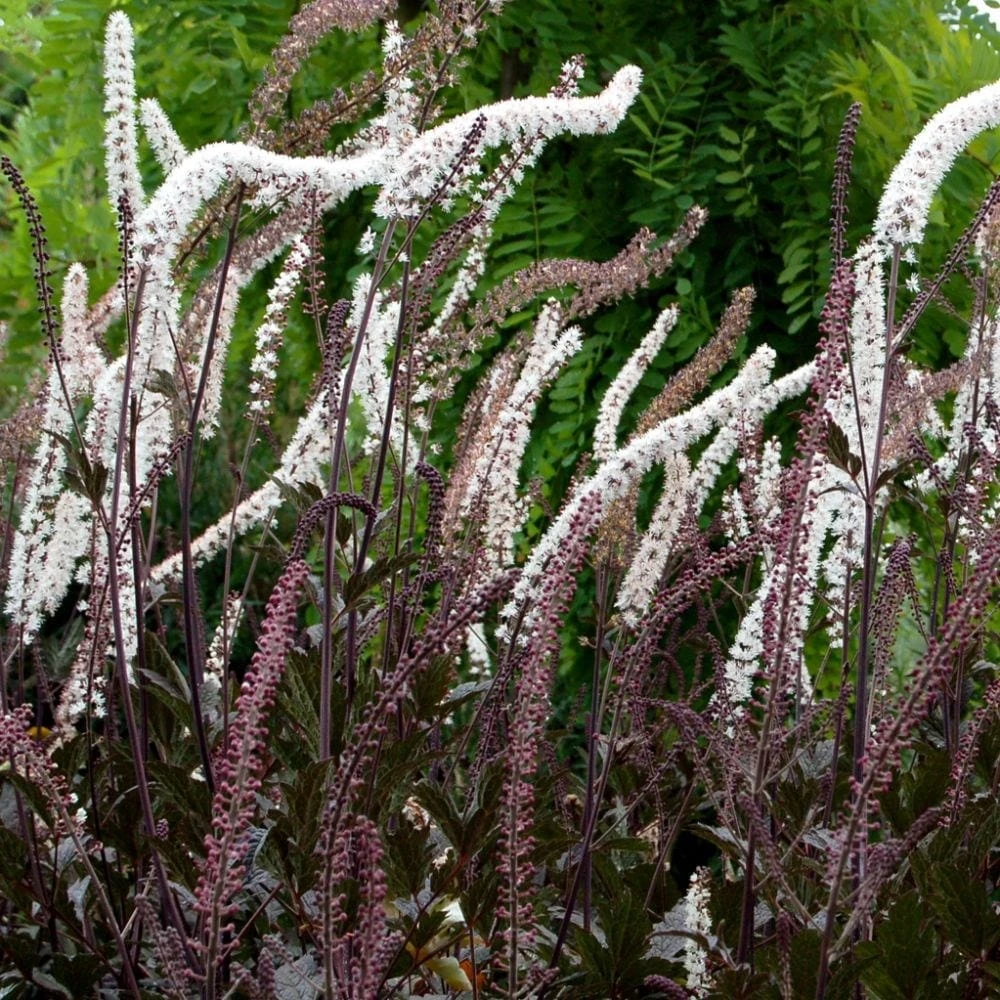 Actaea Simplex (Atropurpurea Group) 'Black Negligee' 2 Actaea Simplex (Atropurpurea Group) 'Black Negligee' - Image 2