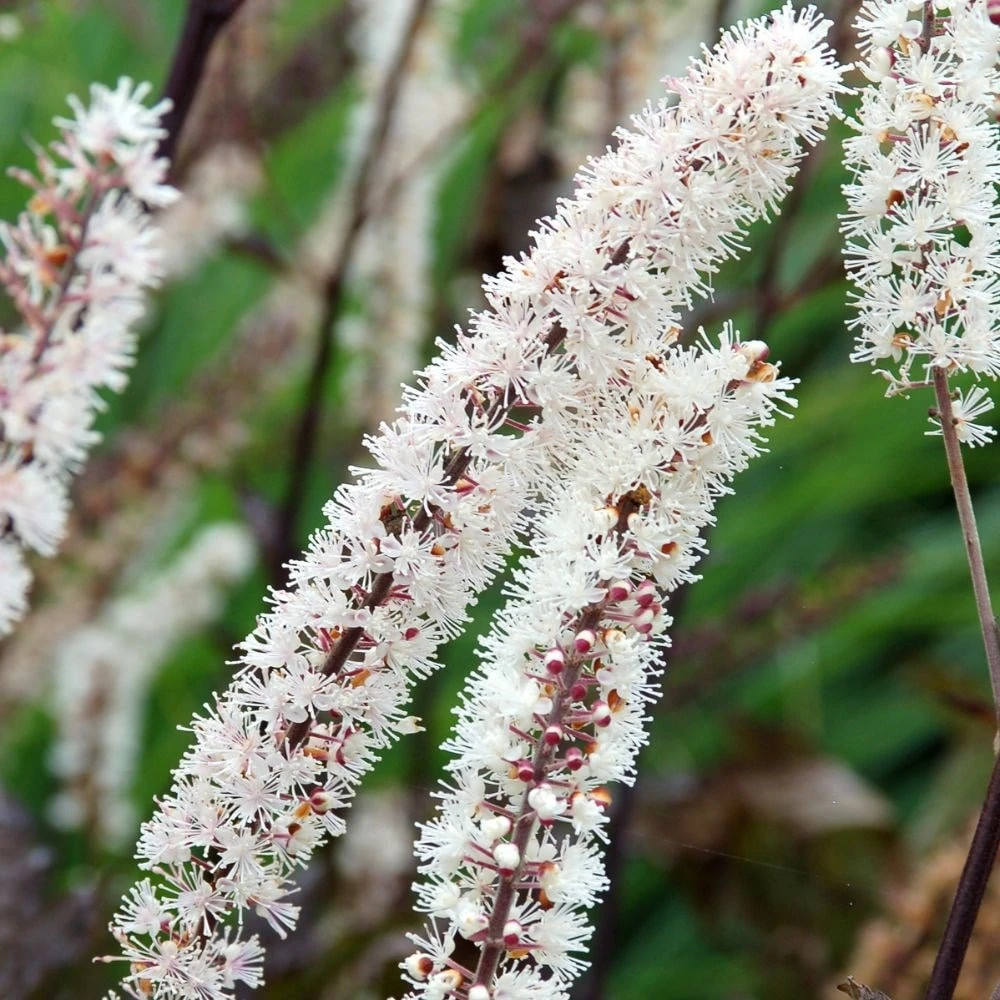 Actaea Simplex (Atropurpurea Group) 'Black Negligee' 3 Actaea Simplex (Atropurpurea Group) 'Black Negligee' - Image 3