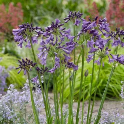 Agapanthus Poppin' Purple ('MP003') (PBR) 7 Agapanthus Poppin' Purple ('MP003') (PBR) -Perennials Sales pl2000038358 card4 lg