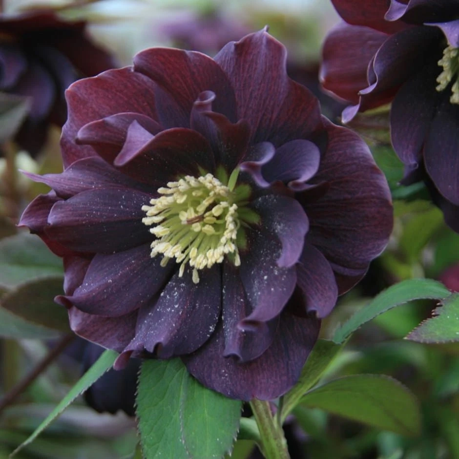 Helleborus × Hybridus Harvington Double Purple 1 Helleborus × Hybridus Harvington Double Purple