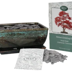 Bonsai Sweet Gum - Seed Growing Kit -Perennials Sales pl2000039319 card3 lg