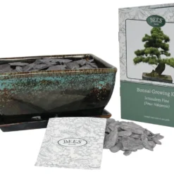 Bonsai Pine - Seed Growing Kit -Perennials Sales pl2000039320 card3 lg