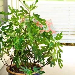 Fig Little Miss Figgy ('Lmf01') (PBR) 8 Fig Little Miss Figgy ('Lmf01') (PBR) -Perennials Sales pl2000040198 card3 lg