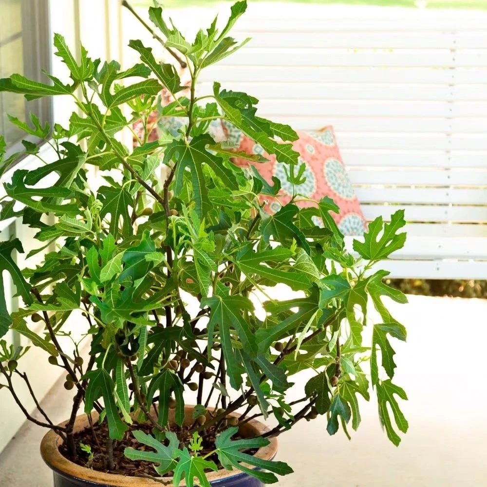 Fig Little Miss Figgy ('Lmf01') (PBR) 3 Fig Little Miss Figgy ('Lmf01') (PBR) - Image 3