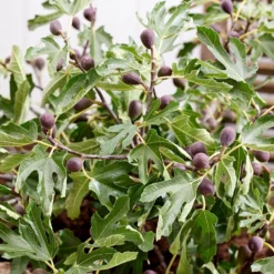 Fig Little Miss Figgy ('Lmf01') (PBR) 9 Fig Little Miss Figgy ('Lmf01') (PBR) -Perennials Sales pl2000040198 card4 lg