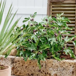 Fig Little Miss Figgy ('Lmf01') (PBR) 10 Fig Little Miss Figgy ('Lmf01') (PBR) -Perennials Sales pl2000040198 card5 lg