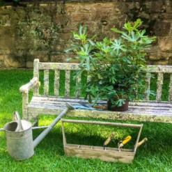 Fig Little Miss Figgy ('Lmf01') (PBR) 11 Fig Little Miss Figgy ('Lmf01') (PBR) -Perennials Sales pl2000040198 card6 lg