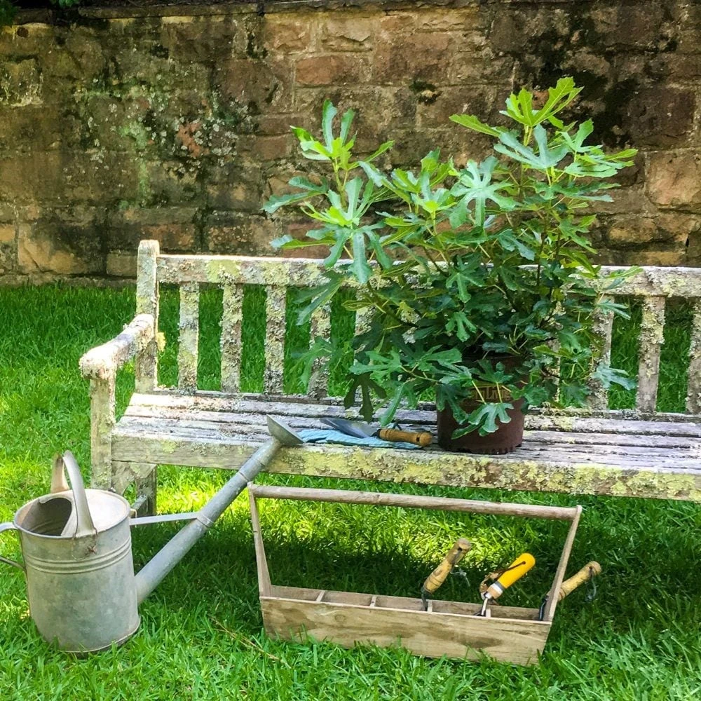 Fig Little Miss Figgy ('Lmf01') (PBR) 6 Fig Little Miss Figgy ('Lmf01') (PBR) - Image 6