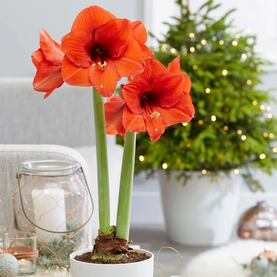 Hippeastrum 'Royal Red' 1 Hippeastrum 'Royal Red'