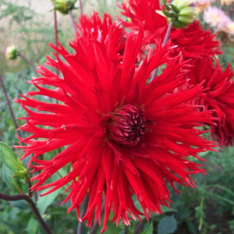 Dahlia 'Apache' 1 Dahlia 'Apache'