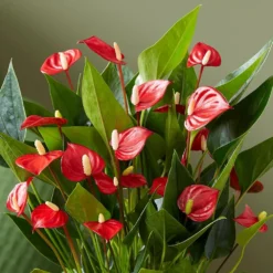 Anthurium 'Million Flowers' -Perennials Sales pl2000041447 card4 lg