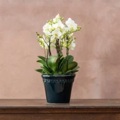 Phalaenopsis 'Bellissimo Bella'