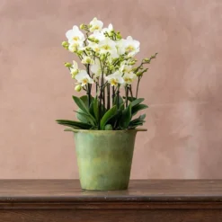 Phalaenopsis 'Bellissimo Bella' -Perennials Sales pl2000041450 card3 lg