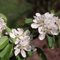 Malus × Atrosanguinea 'Gorgeous' -Perennials Sales pl2000042636 card3 lg