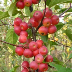 Malus × Atrosanguinea 'Gorgeous' -Perennials Sales pl2000042636 card4 lg