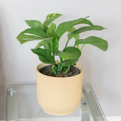 Monstera Pinnatipartita 5 Monstera Pinnatipartita -Perennials Sales pl2000043220 card3 lg