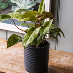 Philodendron 'Painted Lady' -Perennials Sales pl2000043224 card3 lg