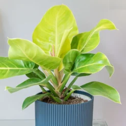 Philodendron 'Moonlight' -Perennials Sales pl2000043226 card3 lg