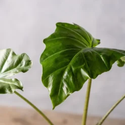 Alocasia 'Portodora' 6 Alocasia 'Portodora' -Perennials Sales pl2000043238 card3 lg