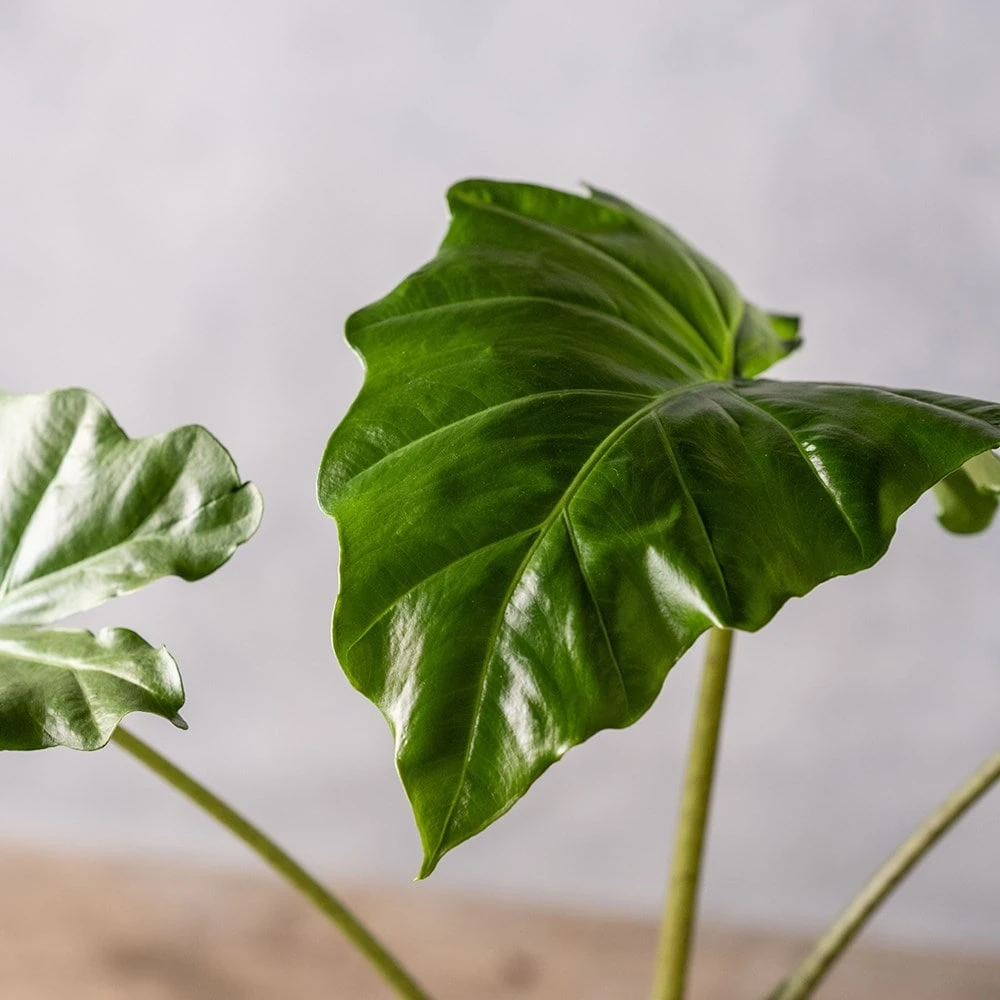 Alocasia 'Portodora' 3 Alocasia 'Portodora' - Image 3