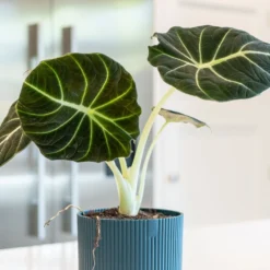 Alocasia 'Black Velvet' -Perennials Sales pl2000043242 card3 lg