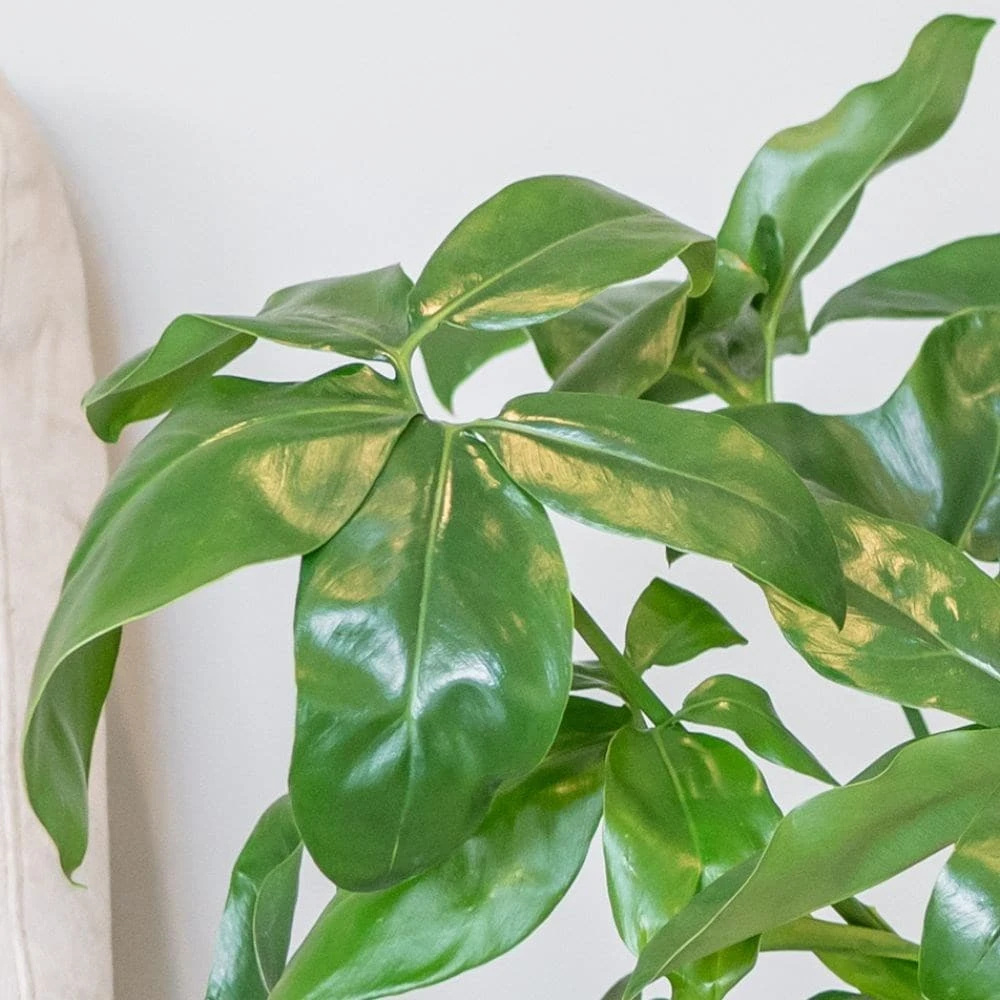 Philodendron 'Fun Bun' 2 Philodendron 'Fun Bun' - Image 2