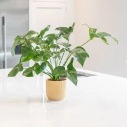 Philodendron 'Fun Bun' 5 Philodendron 'Fun Bun' -Perennials Sales pl2000043243 card3 lg