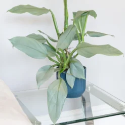 Philodendron 'Silver Queen' -Perennials Sales pl2000043244 card3 lg
