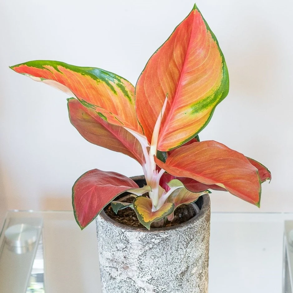 Aglaonema 'Red Star' 1 Aglaonema 'Red Star'