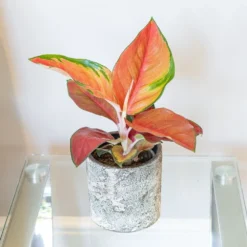 Aglaonema 'Red Star' 5 Aglaonema 'Red Star' -Perennials Sales pl2000043248 card3 lg