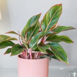 Aglaonema 'Star Light Pink' -Perennials Sales pl2000043249 card3 lg
