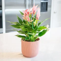 Anthurium 'Champion Lilli' -Perennials Sales pl2000043251 card3 lg