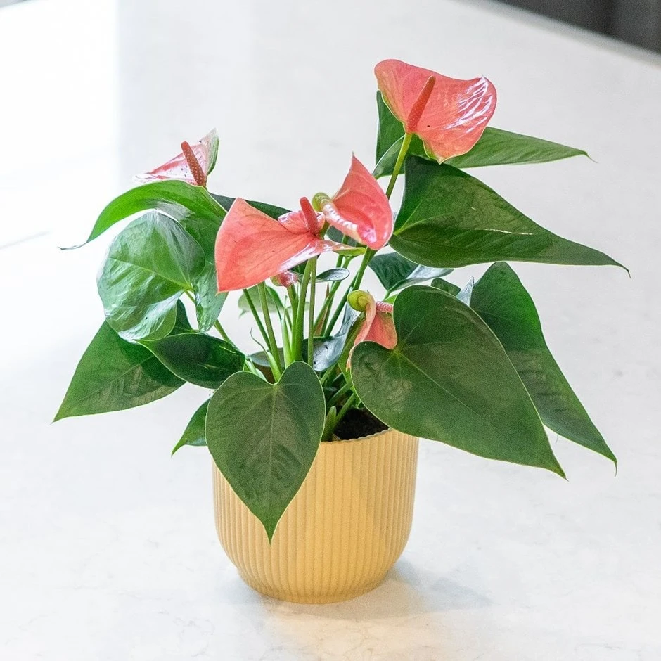 Anthurium Cherry Love Improved ('Ryn2007042') (PBR) 1 Anthurium Cherry Love Improved ('Ryn2007042') (PBR)