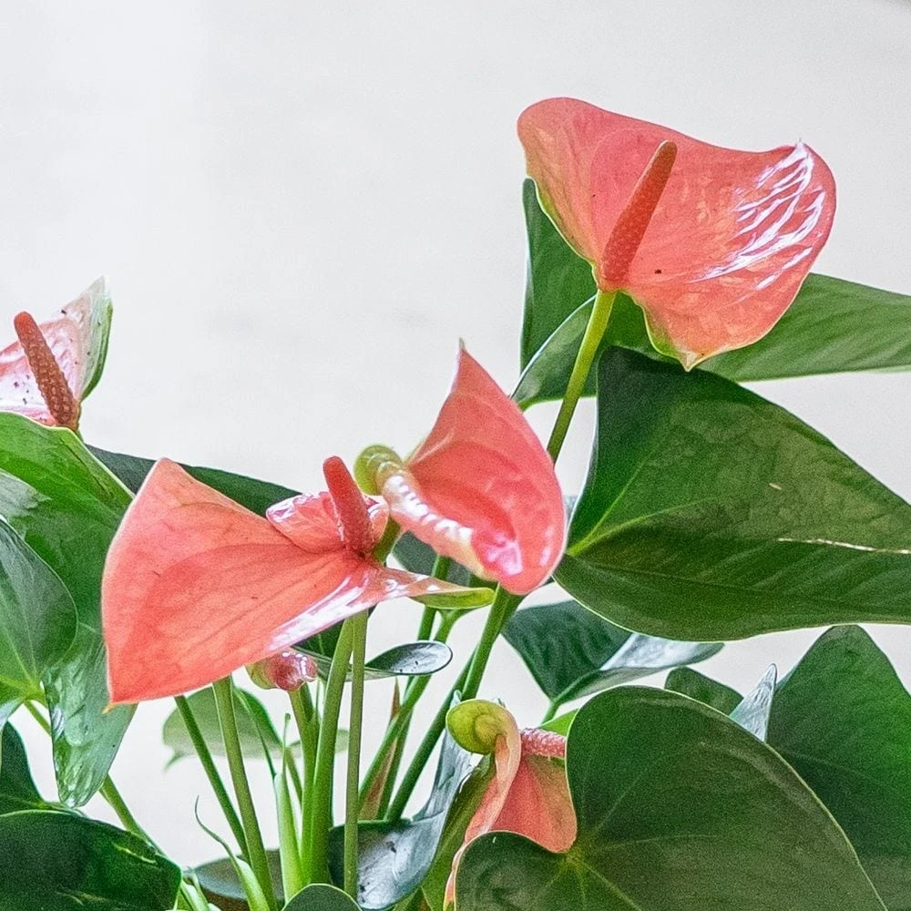 Anthurium Cherry Love Improved ('Ryn2007042') (PBR) 2 Anthurium Cherry Love Improved ('Ryn2007042') (PBR) - Image 2