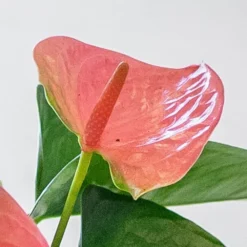 Anthurium Cherry Love Improved ('Ryn2007042') (PBR) 5 Anthurium Cherry Love Improved ('Ryn2007042') (PBR) -Perennials Sales pl2000043253 card3 lg