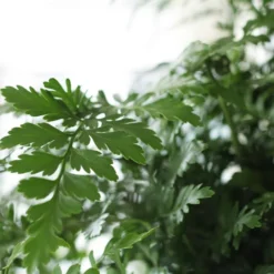 Asplenium 'Parvati' 8 Asplenium 'Parvati' -Perennials Sales pl2000043255 card4 lg