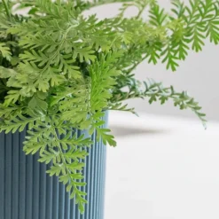 Asplenium 'Parvati' 9 Asplenium 'Parvati' -Perennials Sales pl2000043255 card5 lg