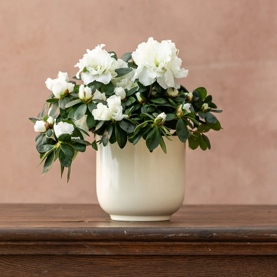 Azalea Flandresse 'White' 1 Azalea Flandresse 'White'