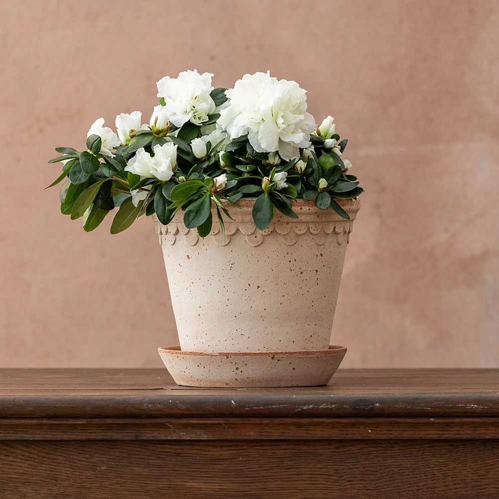 Azalea Flandresse 'White' 2 Azalea Flandresse 'White' - Image 2