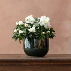 Azalea Flandresse 'White' 7 Azalea Flandresse 'White' -Perennials Sales pl2000043256 card3 lg