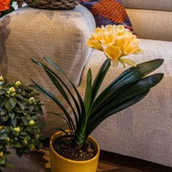 Clivia Miniata Var. Citrina -Perennials Sales pl2000043261 card3 lg