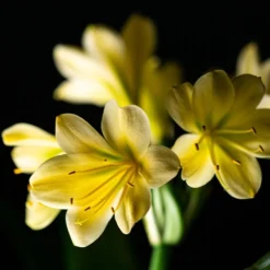 Clivia Miniata Var. Citrina -Perennials Sales pl2000043261 card4 lg