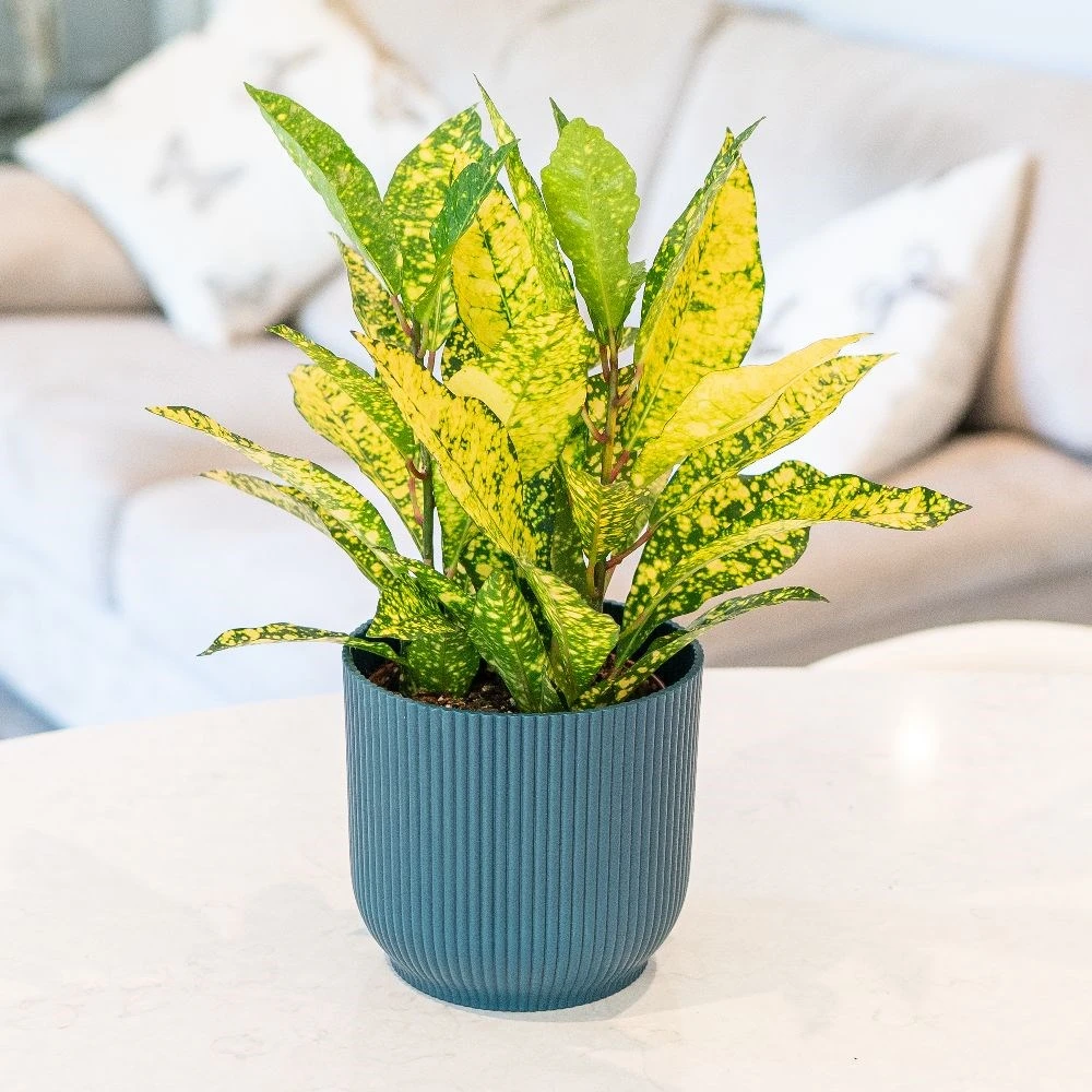 Codiaeum Variegatum Var. Pictum 'Gold Sun' 3 Codiaeum Variegatum Var. Pictum 'Gold Sun' - Image 3