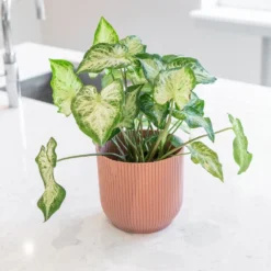 Caladium 'White Delight' -Perennials Sales pl2000043272 card3 lg