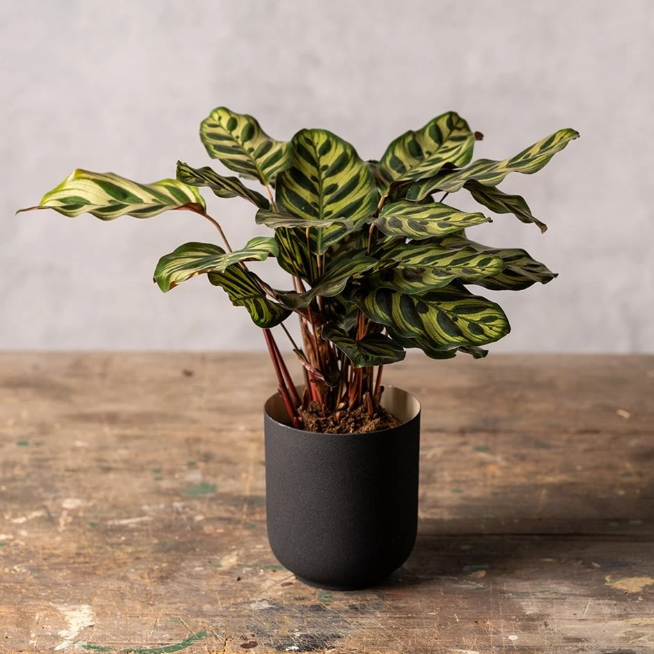 Goeppertia Makoyana 1 Goeppertia Makoyana