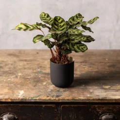 Goeppertia Makoyana 5 Goeppertia Makoyana -Perennials Sales pl2000043282 card3 lg