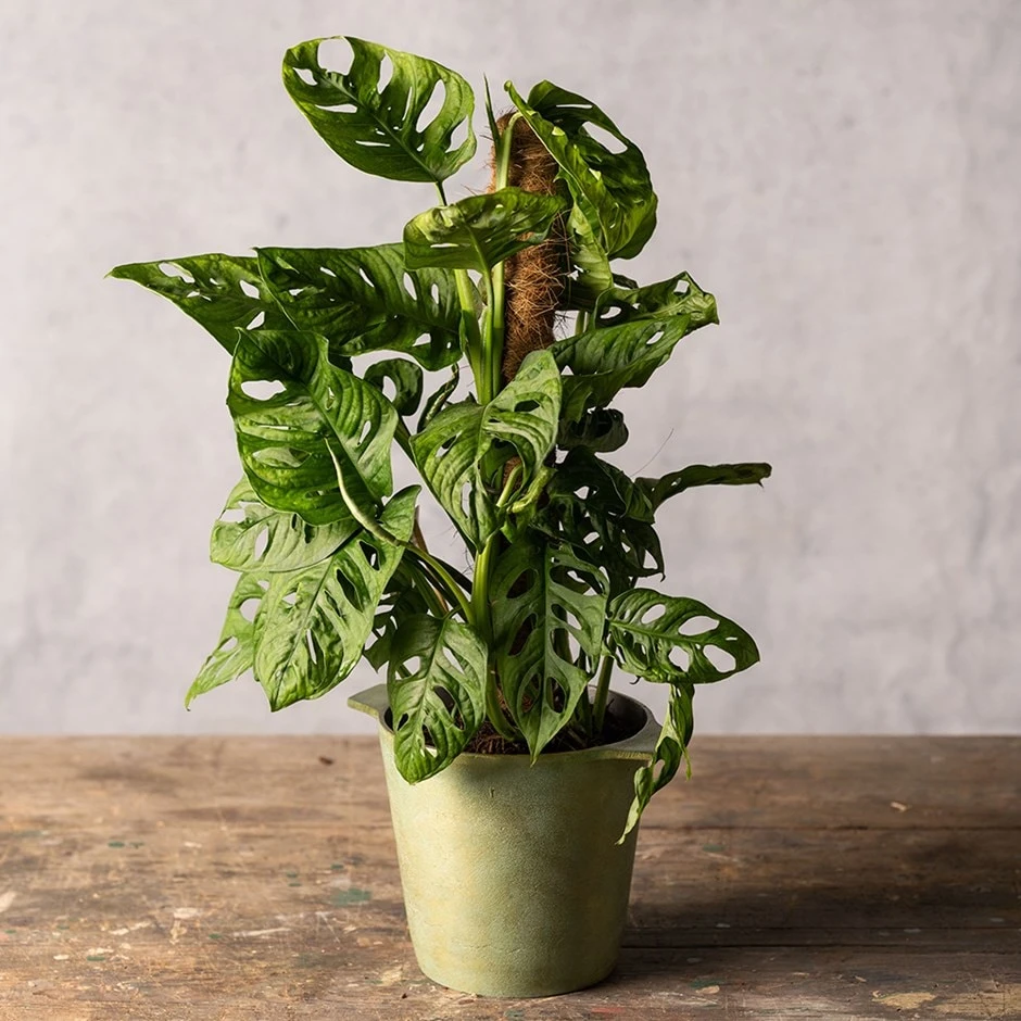 Monstera 'Monkey Leaf' 1 Monstera 'Monkey Leaf'
