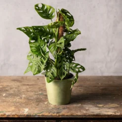 Monstera 'Monkey Leaf' 5 Monstera 'Monkey Leaf' -Perennials Sales pl2000043286 card3 lg